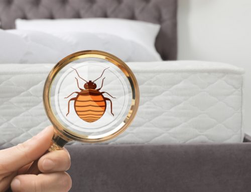 What Surprises Are Lurking In Your Bedroom?