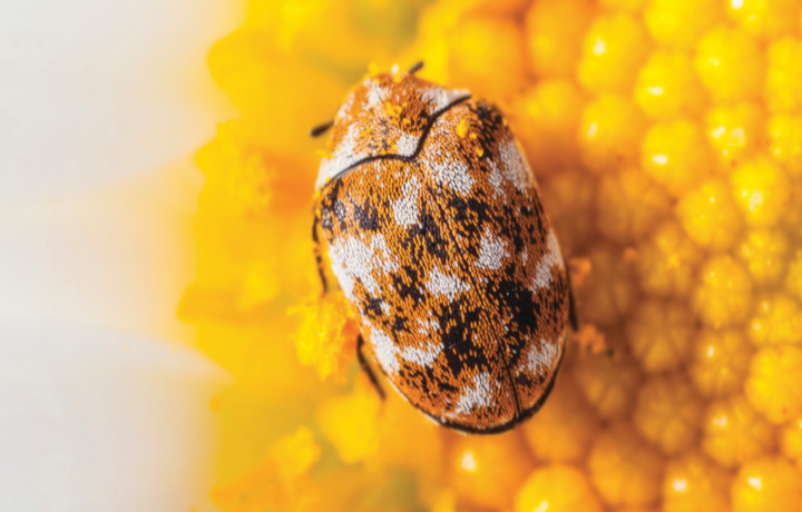 A Guide to Carpet Beetles: Facts, Identification & Signs