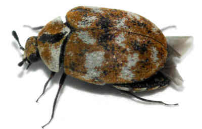 Carpet Beetle Facts 