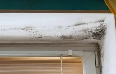 Mold Remediation Clean Pro Cleaning