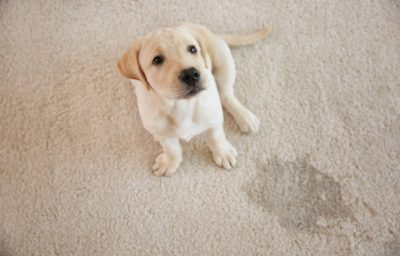 Pet Accidents and Pet Urine