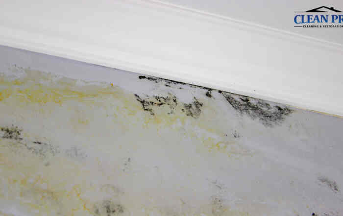 mold disaster