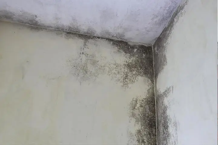 Mold Remediation