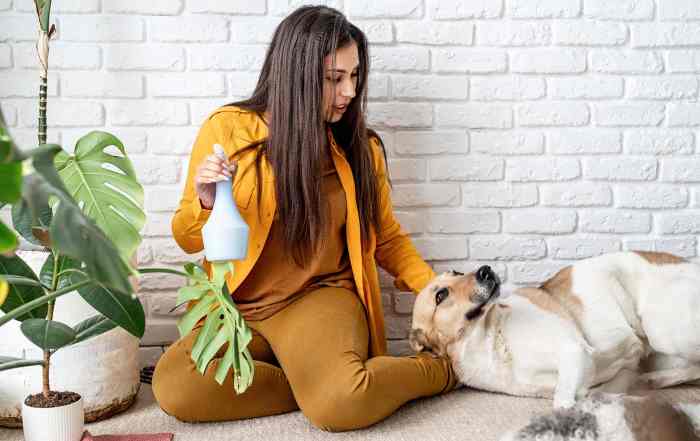 Professional Pet Odor Removal for Fresh, Clean Carpets